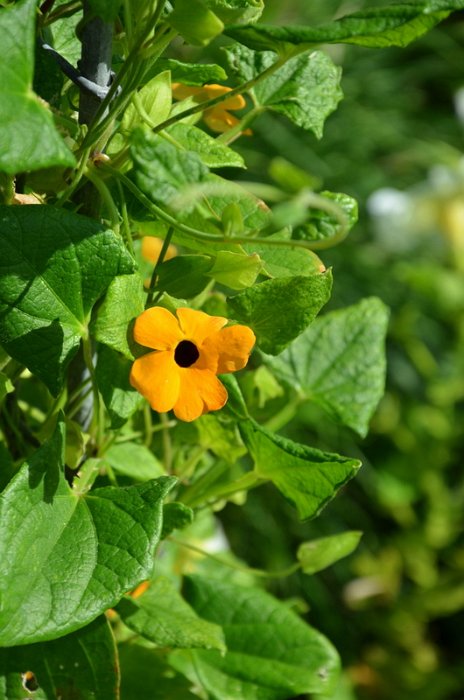 Thunbergia alata 'Super Star' (2)
